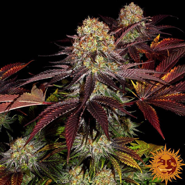 Barney's Farm Runtz x Layer Cake