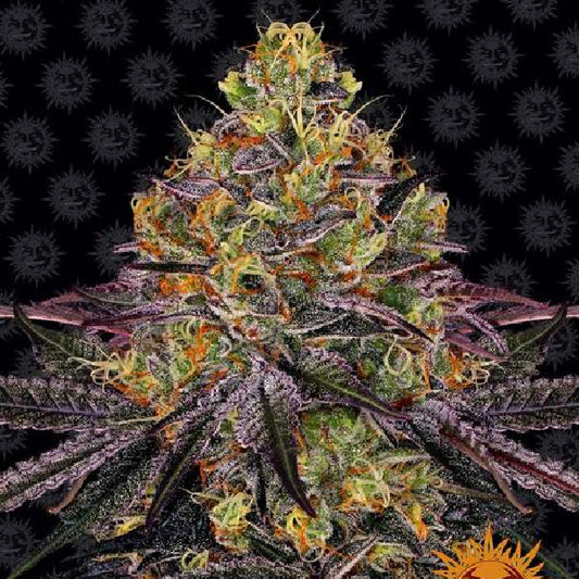 Barney's Farm Watermelon Zkittlez