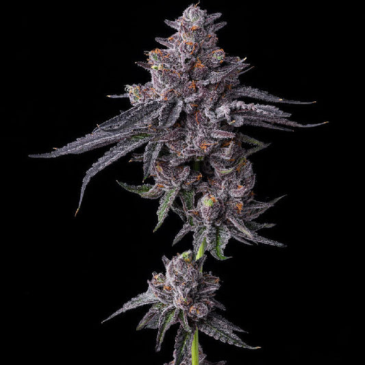 Barney's Farm Zillions