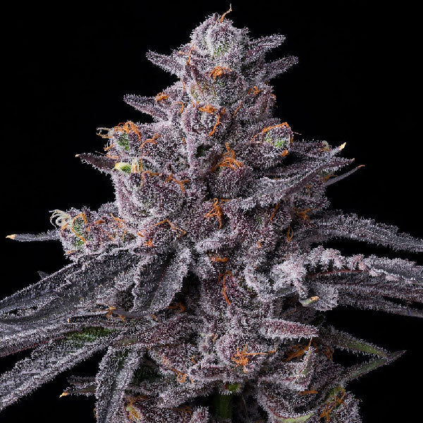 Barney's Farm Zillions