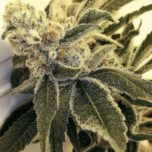 Black Farm Genetix Banana Slammer