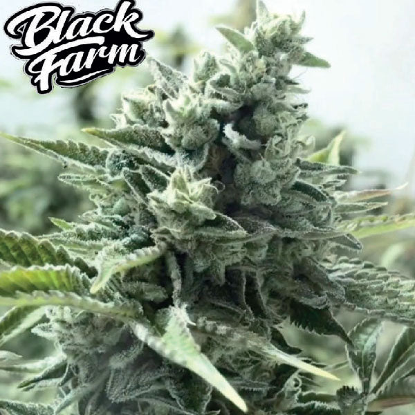 Black Farm Genetix Kiwi