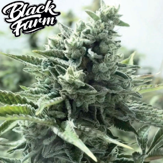 Black Farm Genetix Kiwi