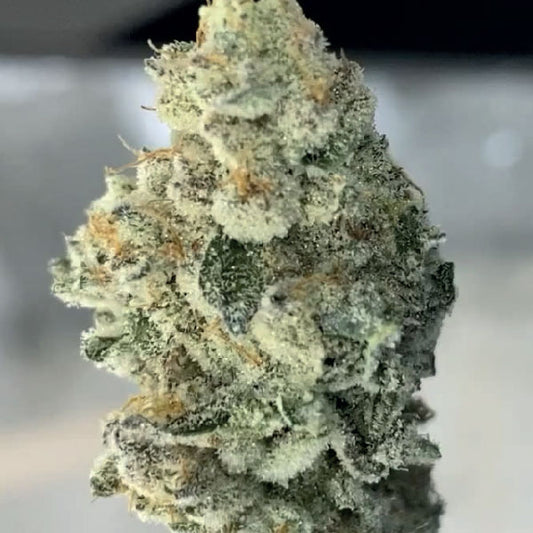 Black Farm Genetix L.A Banana Cake