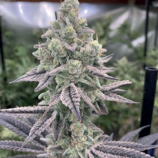 Black Farm Genetix Lemon Banana Mintz