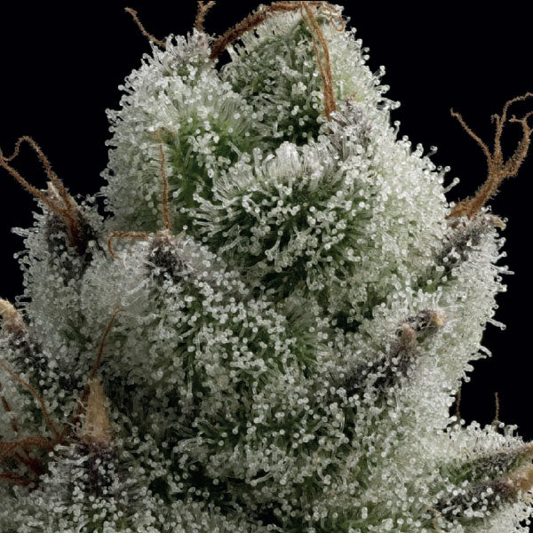 Black Farm Genetix Runtz Gummy