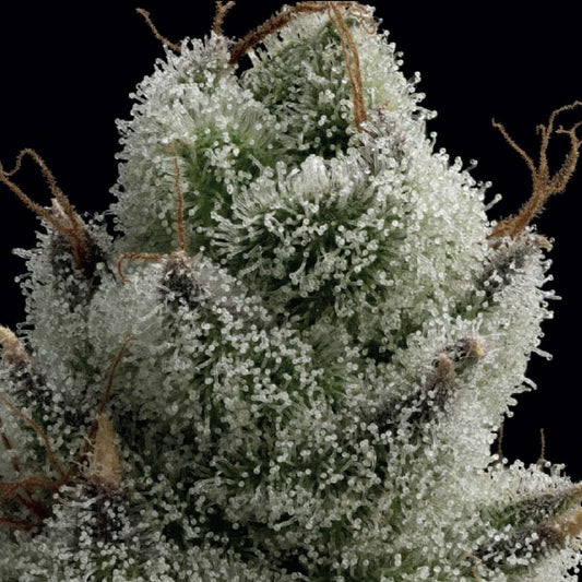 Black Farm Genetix Runtz Gummy