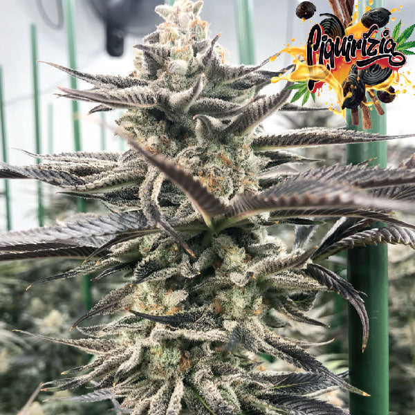 Black Farm Genetix Liquirizia