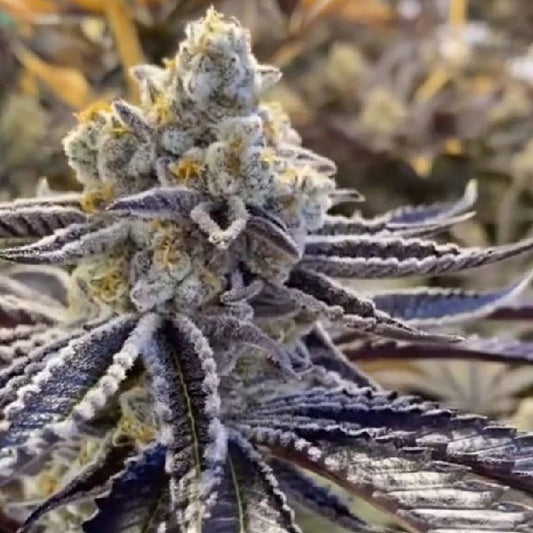 Black Farm Genetix Motor Crashers