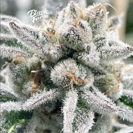 Black Farm Genetix Wasabi