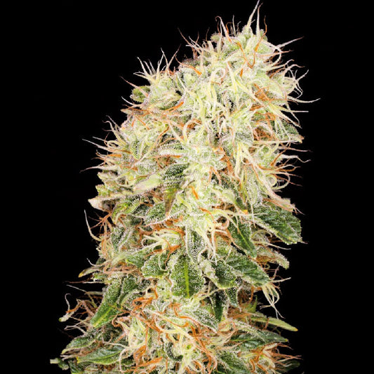 Buddha Seeds Panakeia High Terpenes
