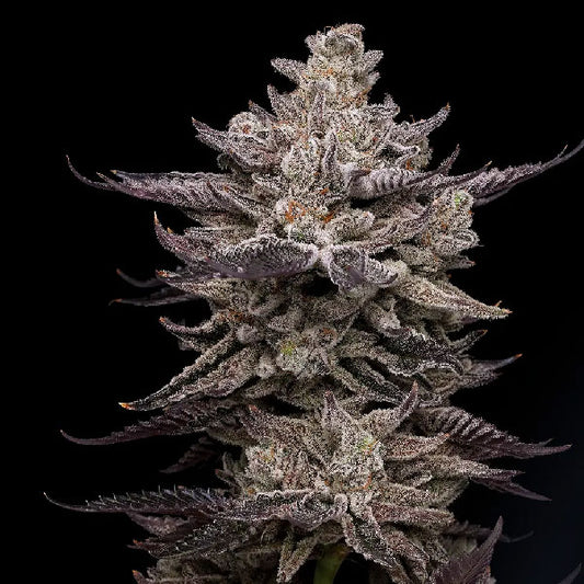 Compound Genetics El Valle Haze