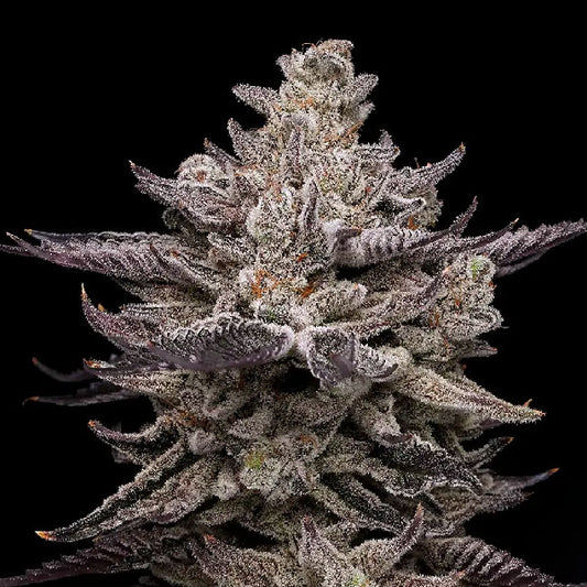 Compound Genetics Frosted Fujis