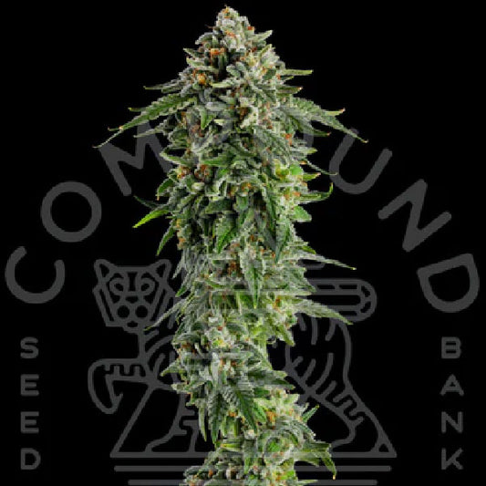 Compound Genetics Jet Puft