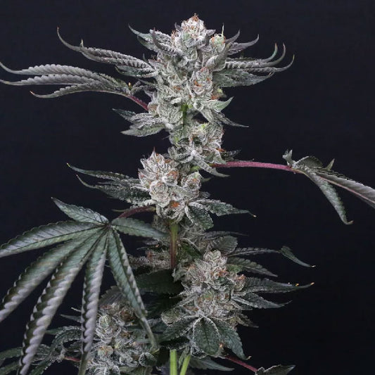 Compound Genetics Luxar-Dos