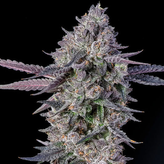 Compound Genetics Menthol Runtz