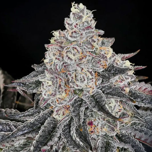 Compound Genetics Permafunk