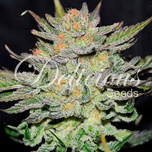Delicious Seeds Auto Blue Ace CBD