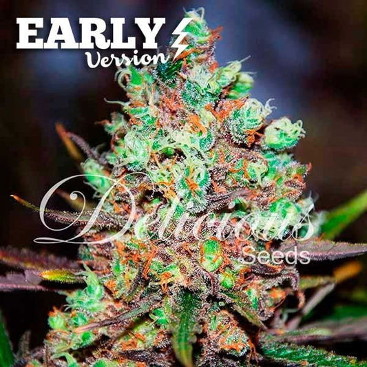 Delicious Seeds Cotton Candy Kush Early Version