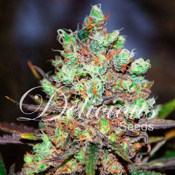 Delicious Seeds Cotton Candy Kush