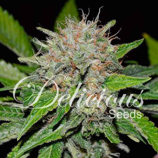 Delicious Seeds Deep Mandarine CBD