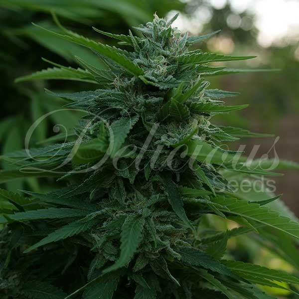 Delicious Seeds Lord Kush