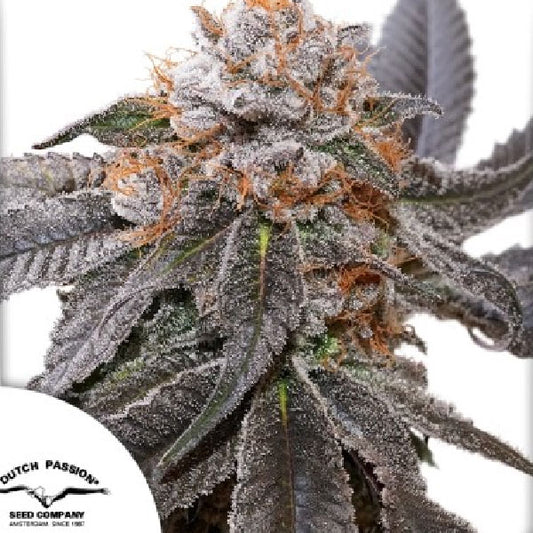 Dutch Passion Blue Zushi