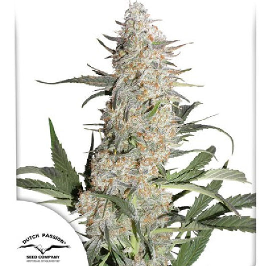 Dutch Passion Critical Orange Punch