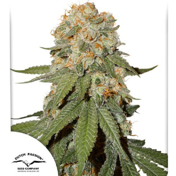 Dutch Passion Orange Bud