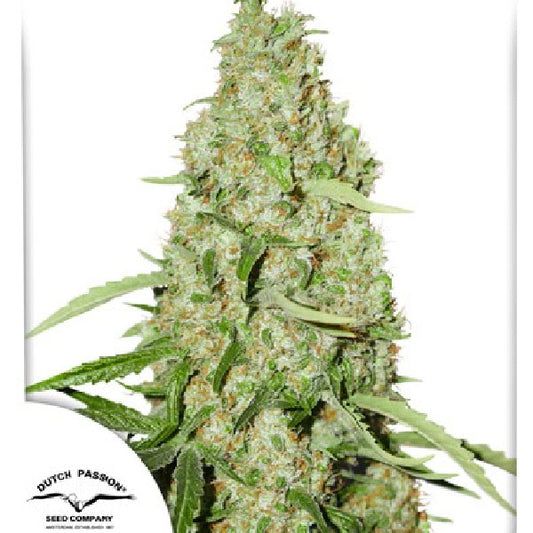 Dutch Passion Think Fast