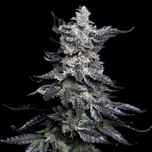 Elev8 Seeds Granny's Apple Fritter