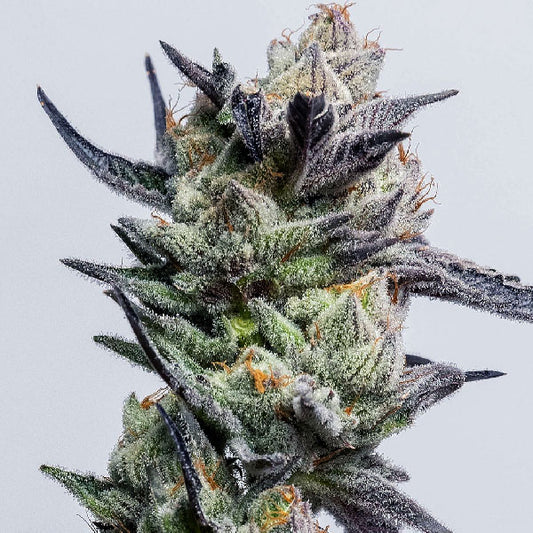 Elev8 Seeds Huckleberry Punch