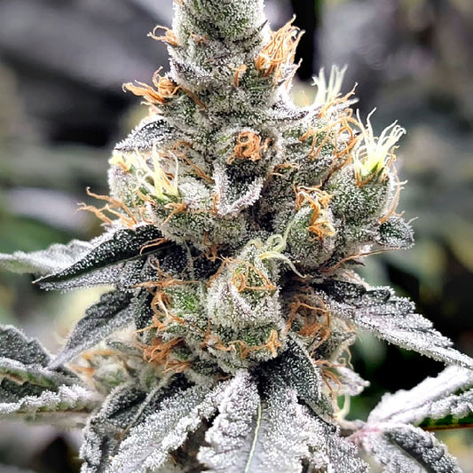 Elev8 Seeds Megasonic