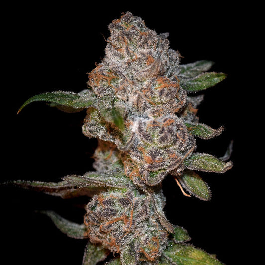 Elev8 Seeds Punch Drunk Ape