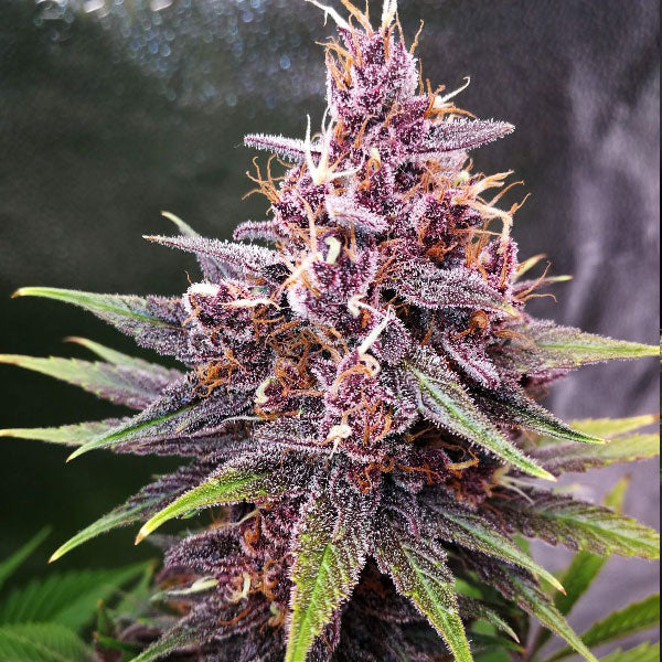 Fast Buds Purple Lemonade FF