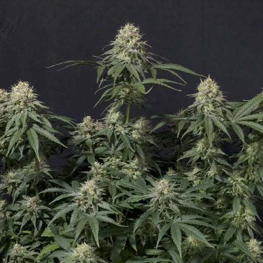 Fast Buds Tropicana Cookies FF