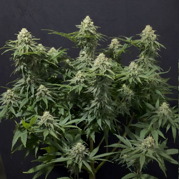 Fast Buds Wedding Cheesecake FF