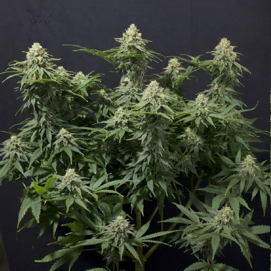 Fast Buds Wedding Cheesecake FF