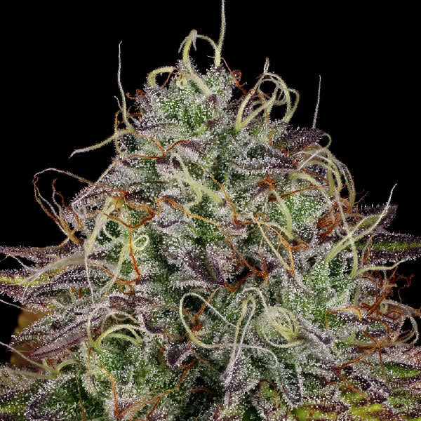 Paradise Seeds Apricot Candy