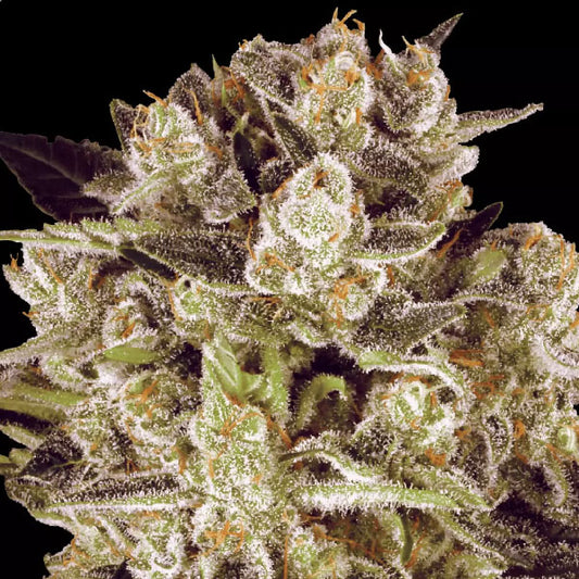 Paradise Seeds Durga Mata II CBD – Semi Femminizzati Ricchi di CBD