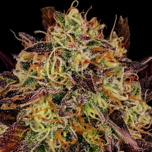 Paradise Seeds Tangerine Sorbet