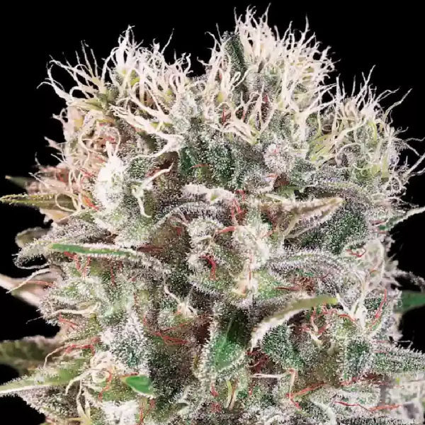 Paradise Seeds Wappa