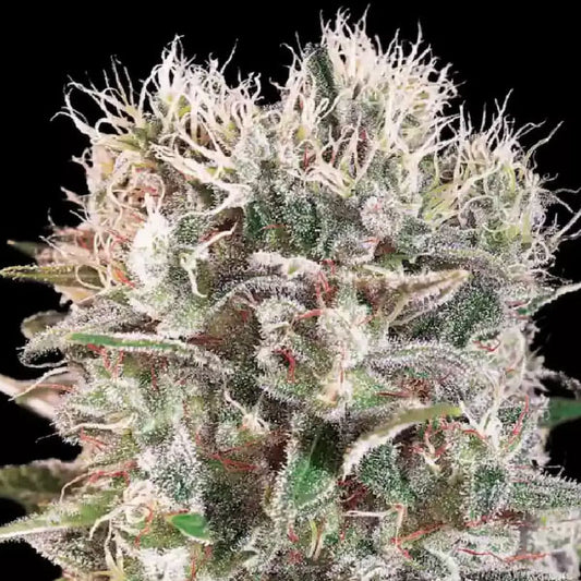 Paradise Seeds Wappa