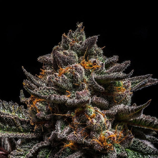 Ripper Seeds Brain Cake