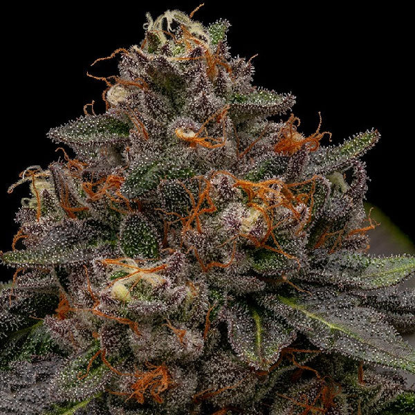 Ripper Seeds Korenji