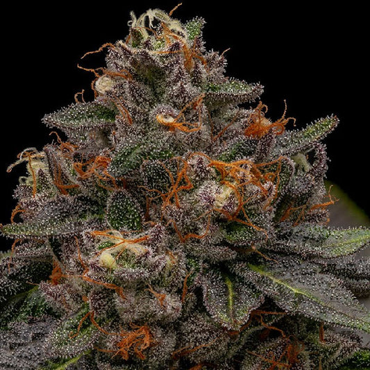 Ripper Seeds Korenji