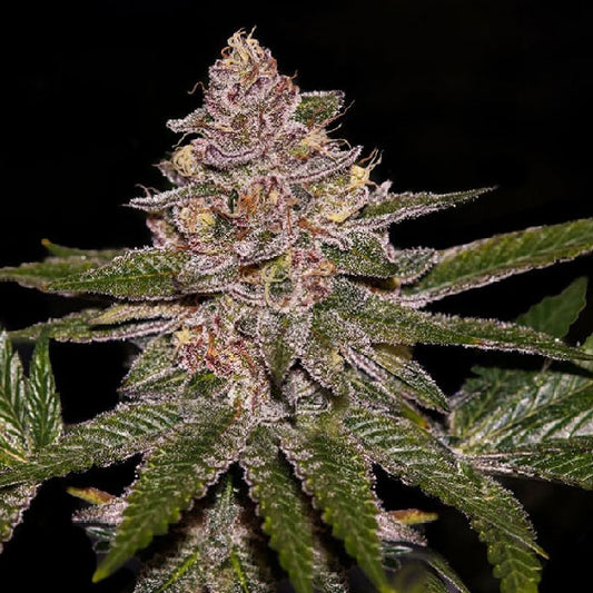 Ripper Seeds Radical Juice