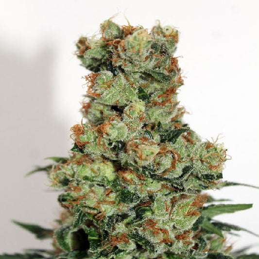 Ripper Seeds Ripper Badazz