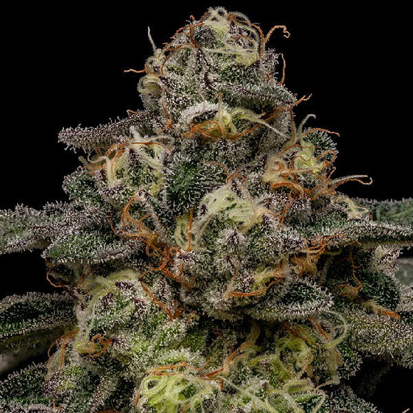 Ripper Seeds Zombie Bride