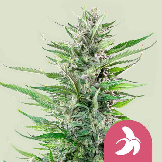 Royal Queen Seeds Fat Banana